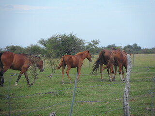 caballos en el campo
