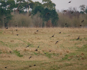 a flock of brightly coloured luminescent starlings on the wing