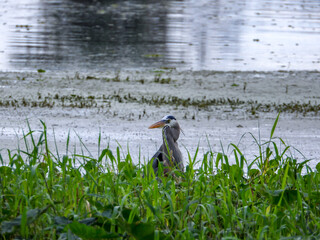 great heron in the marsh