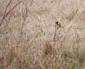 stonechat keeping an eye out on a light misty day