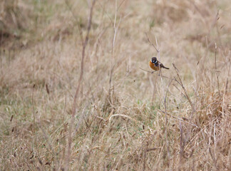 stonechat keeping an eye out on a light misty day
