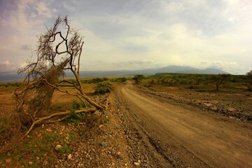 fallen tree in Tanzania desert
