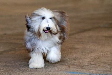 Bearded Collie