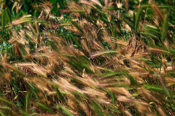 sprouted wheat in the garden