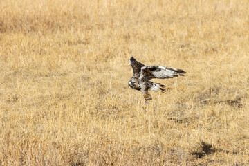 Rough Legged Hawk