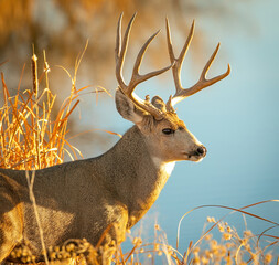 Mule Deer Buck near water