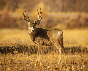 Mule Deer Trophy buck in field
