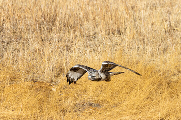 Rough Legged Hawk