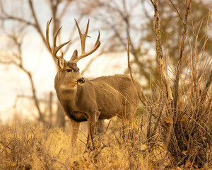 Mule Deer Trophy Buck looking back