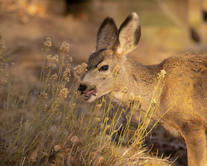 Mule Deer Doe 