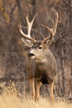 Mule Deer Trophy Buck portrait