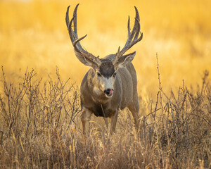 Mule Deer Buck licking lips