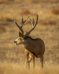 Mule Deer Trophy Buck looking back