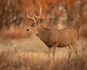 Fotobehang Mule Deer buck in woods © Tom