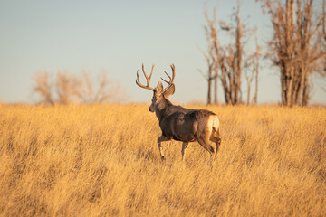 Naklejka na ściany i meble Mule Deer Trophy buck walking in field