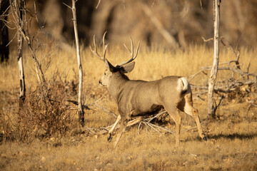 Mule Deer Buck running