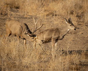 Mule Deer Buck sniffing estrus doe