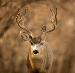 Mule Deer Buck closeup