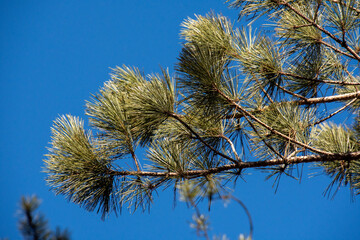 Pine tree, Winter landsacape on the forest