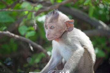可愛いサル