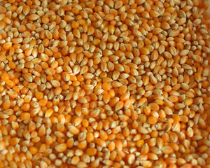 Background of yellow corn grains. Bulk texture.