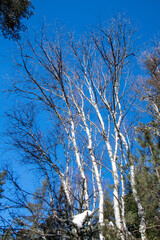 birch tree, Winter landsacape on the forest