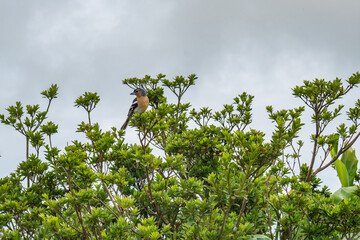 Azorean chaffinch (Fringilla coelebs moreletti) on a bush branch