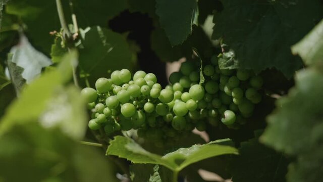 A bunch of grapes growing in a vineyard green and healthy