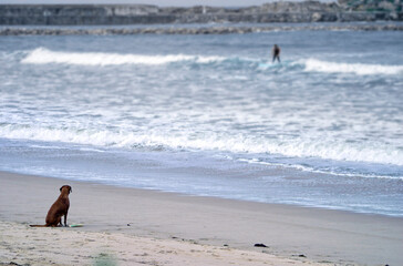 A dog is sitting on the beach waiting for his master that is surfing waves on the beach