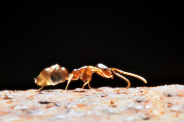 HORMIGA