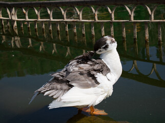 picture of ancona duck standing near water lake