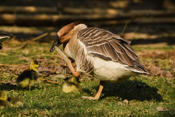 The ducks are looking for food with their babies