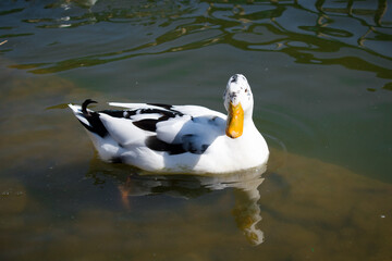 picture of white ancona duck floating in lake water