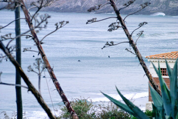 The view through agave plants on Several surfers sit on the water surface and wait for approaching waves