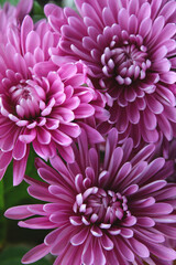 Close-up of purple flowers.