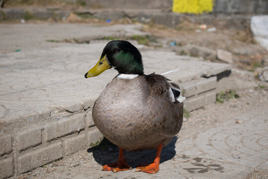 picture of green rouen duck outside on concrete path