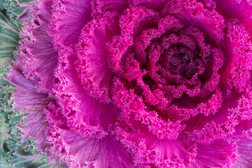 Purple ornamental kale. Macro