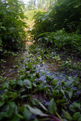 mini rain forest in the morning