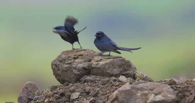 Pair Of Black Drongos Perching On The Rocks, One Flies Away. close up, slow motion
