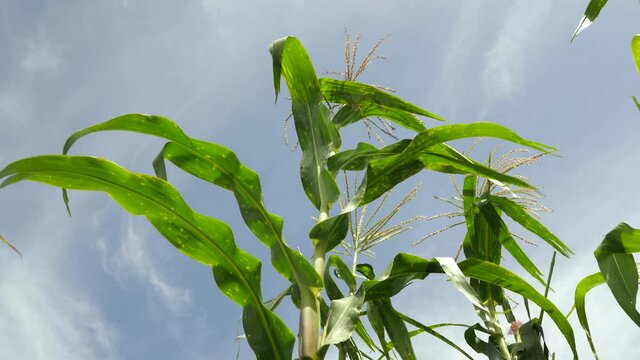 Corn Plant Leaves And Tassels Swaying At The Field Against Bright Sky On A Sunny Day. close up, low angle shot