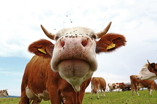 Weitwinkelaufnahme von einer Kuh mit H&ouml;rnern und vielen Fliegen auf der Nase