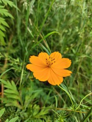 orange flower surounded with green leaves 