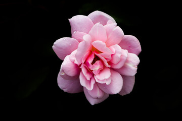 beautiful pink rose but black background