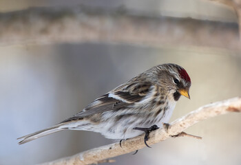 Common Redpoll on a branch in winter