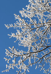 Ice covered branches