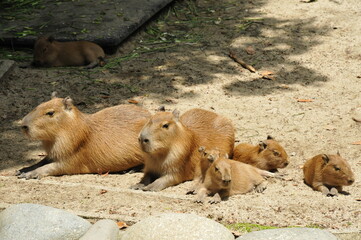 カピバラの家族