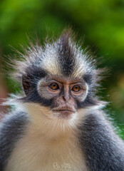close up of a  thomas leaf monkey