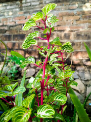 red and yellow flowers