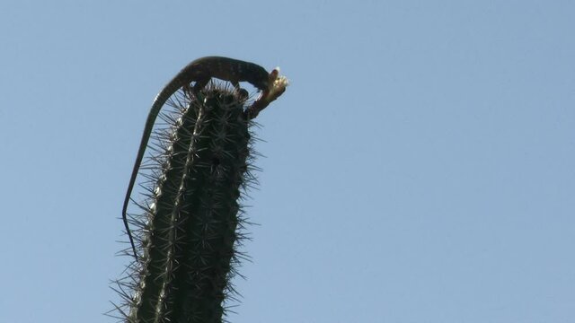 Blau blau (Cnemidophorus murinus ruthveni) or Bonaire whiptail lizard eating flower from a Yatu  (Stenocereus griseus) cactus, Carribean, Bonaire.
