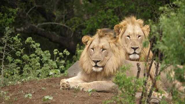 Two juvenile lions in the wild, looking towards the camera as they fall asleep.
